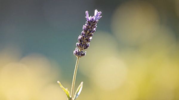 Les bienfaits relaxants du pollen CBD : guide pratique